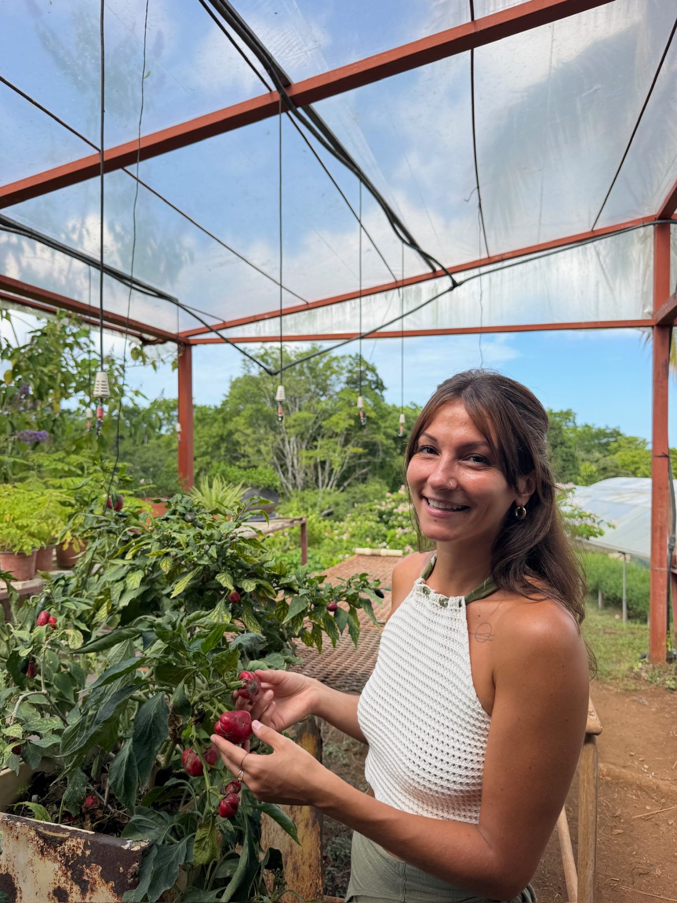 Dalia sourit en cueillant des poivrons dans une serre